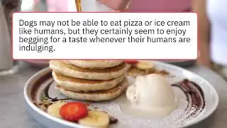 10 Hilarious Differences Between Dogs and Humans You'll Never Believe!