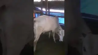 Hgftf