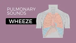 03 _ Lung Sounds - Wheeze