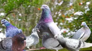 Meet my pet Pigeons