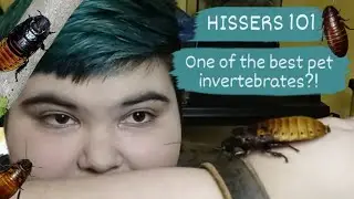 Madagascar Hissing Cockroach Care Guide!