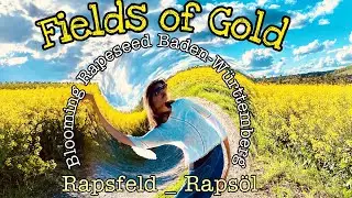 Rapeseed Fields of Gold! The color of Sun, Joy and Happiness