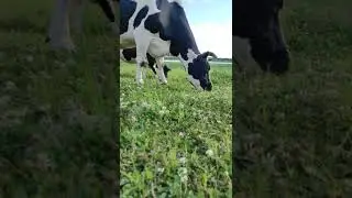 Коровка Гаша🐮🌺 #коровка#корова#коровы#крс#красивоевидио#природа#ветеринар #зоотехник#animals#cow#zo