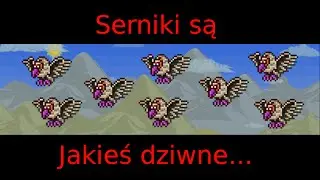 Serniki są jakieś dziwne