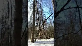 Тимирязевский Лес.  Валка Лиственницы.  Работаем.