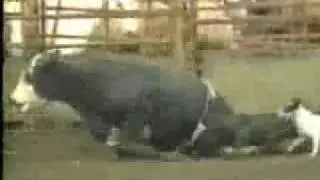A Verdade sobre os rodeios
