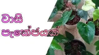 🌱🌿💐මේක නම් ඔයාට වාසිම වාසි... බලන්නකෝ...🫣🫣