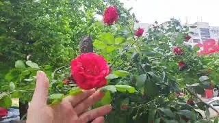 Розов Храст се Полюшва на Ветрец - Цветя и Растения 🌼🌺🌻