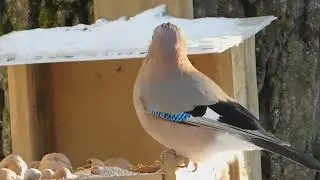 сойка на кормушке