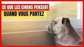 Que pensent les Chiens lorsque vous vous absentez ? Est-ce que vous leur manquez ?