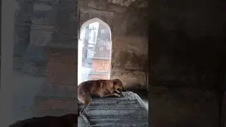 apne Malik ka intezar 