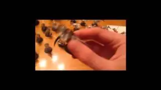 Tyranid painting vlog- part 1