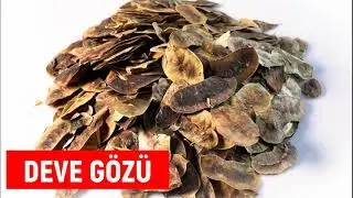What is Camel's Eye and How to Use It (HUNGER HERB)