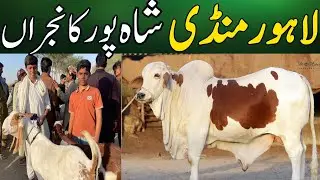 Lahore Bakra Mandi | Cow mandi 2024 | Shahpur Kanjrah Lahore|