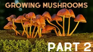 Growing My Mushrooms Part 2