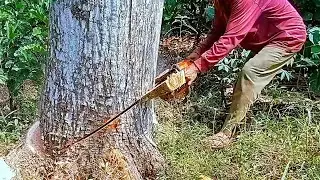 Excellent!!! cut down a big teak tree