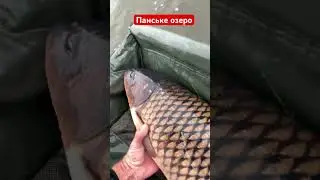 Поповнюємо озеро крупними карпами! Панське озеро