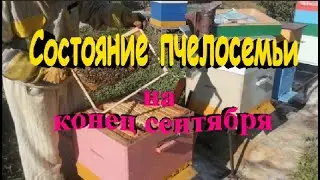 Состояние пчелосемьи на конец сентября  Расплод и корма
