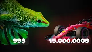 The fastest lizard of all! PHELZUMA Home care.