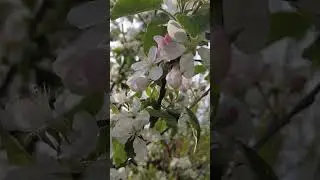 Apple tree (Malus domestica) - The Products Explorer YouTube Channel