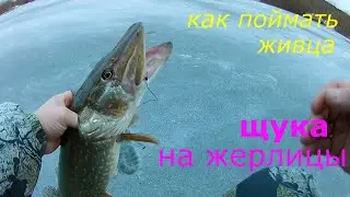 Щука на жерлицы, как наловить живца на подвесной крючок и безмотылку   #Щуканажерлицы #pike #perch