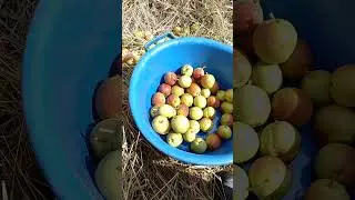 Сорок одна груша в синий таз 6-ого Сентября +