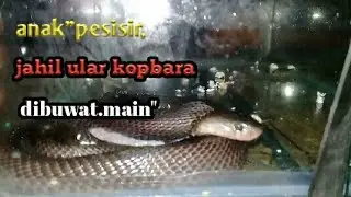 anak"pesisir jahil ular copbara di , buwat main"