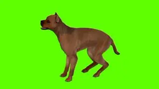 Green screen Dog video | Dog standing green screen