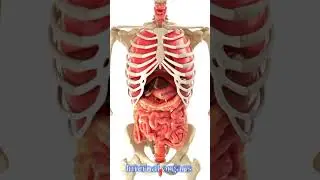 Diaphragmatic breathing