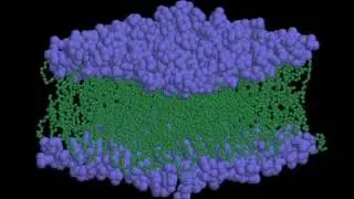 03 2 Lipid Bilayer