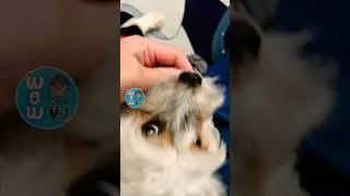 My Dog Learned a New Trick 🥠 #shorts #dog #pets