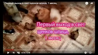 Первый выход в свет щенков шпица, 1 месяц