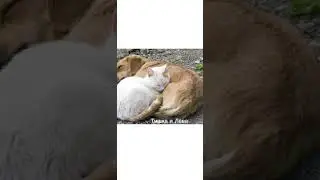 И это всё из-за людей😔🥺😭...