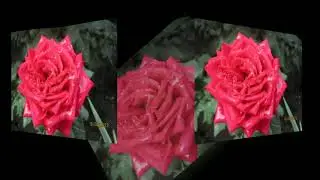 Цветочные зарисовки. 2023. Мои цветы.