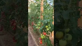 ОБЗОР ТОМАТОВ