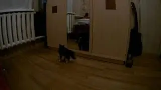 Реакция Кошки На Зеркало (Кошка и зеркало/Cat and mirror)