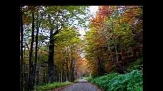 Foglie d' Autunno