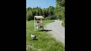 DIY Roadside Egg Stand Cheap and Simple!