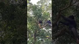 village #villagevlog #villagelife #shortvideo #shorts