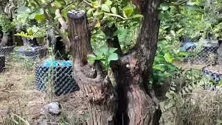 Cẩm thị bonsai đẹp gl ms890.30/10 LH 0366169369 zalo