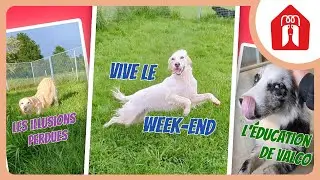 TROP D'ENERGIE ! 🐶 Pension CHEZ MARTH' 87 #32