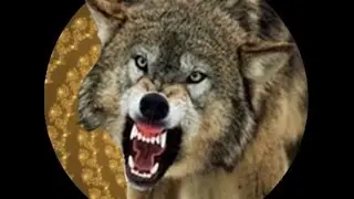 Halloween Werewolf Adventure