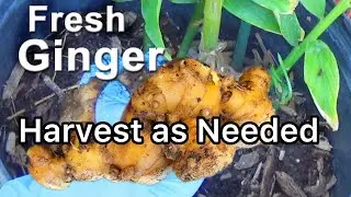 How to Grow Ginger in Container Gardening ❤️ HARVEST as Needed FRESH Plant Store Bought Now for Tons