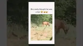 #meme #memecat