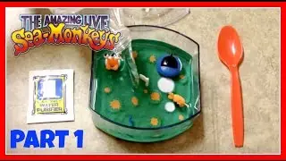Sea Monkeys: Part 1