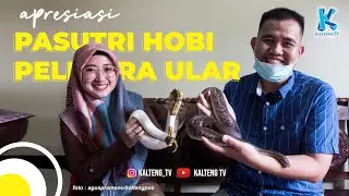 APRESIASI - Kepo Ular Piton Bola Rp17 Juta