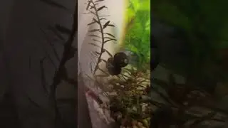 Nerite snail on top of another Nerite snail