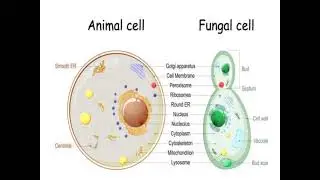 Types of Cells - Prokaryotic and Eukaryotic cells | #learnscience