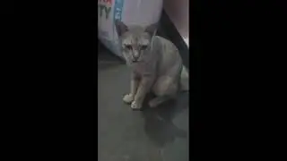 Funniest Cats @ Don't try to hold back Laughter