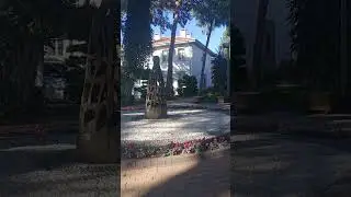 Как зарегистрировать домашних питомцев в Турции